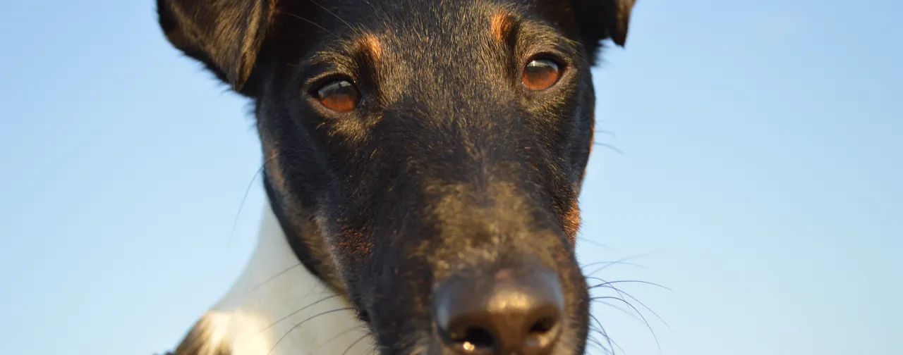 Hund Vitus
