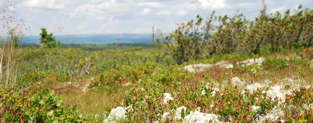 Sommer panorama med fjellbunn av lau og blåbær