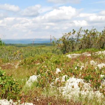 Sommer panorama med fjellbunn av lau og blåbær