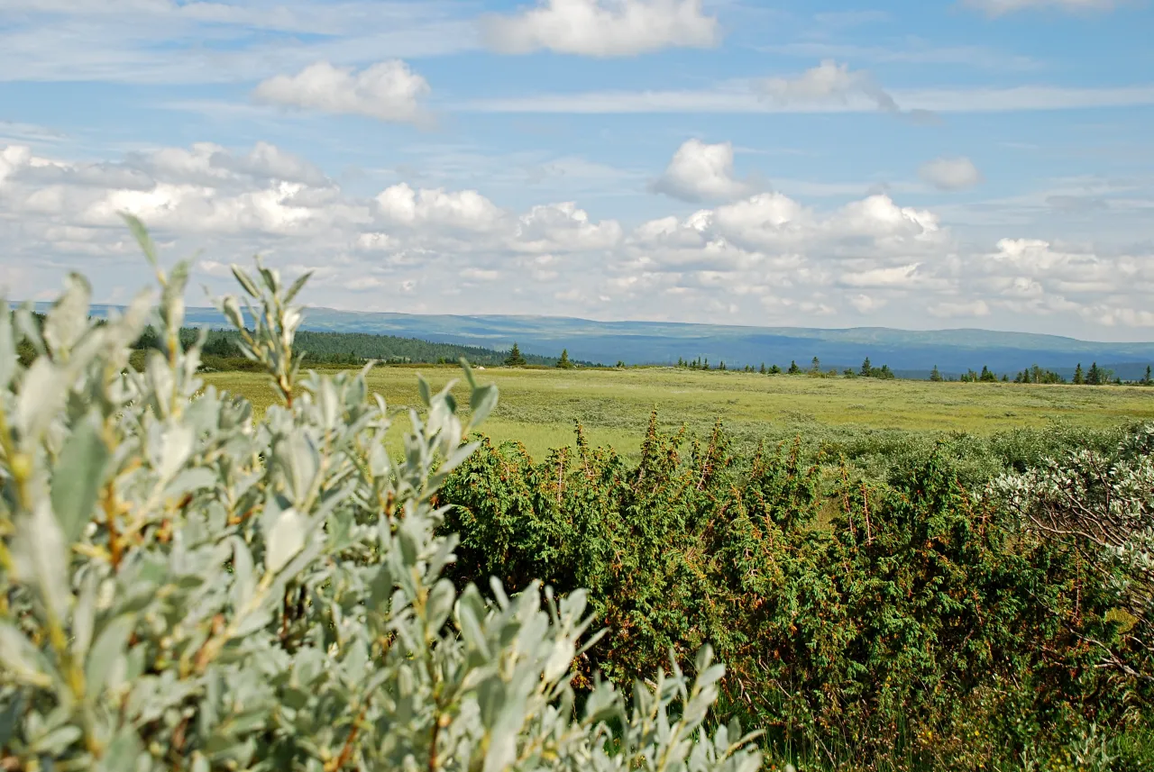 Sommerbilde med sølvvier og panorama 