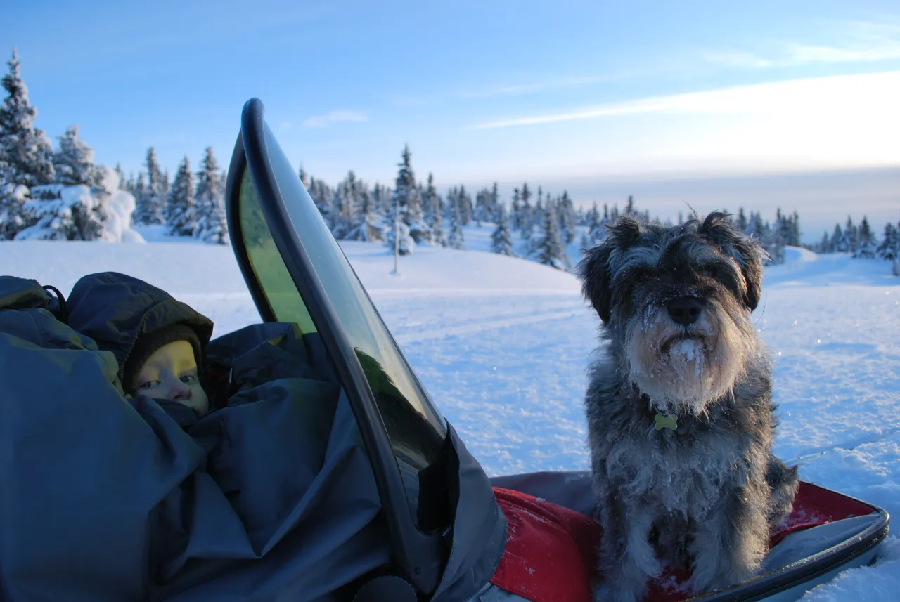 Barn i pulk og hund