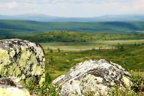 Sommer panorama med fremhævet stein i front