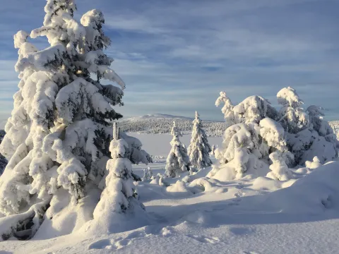 Vinter og snøtunge træer og Nevelfjell i baggrunnen