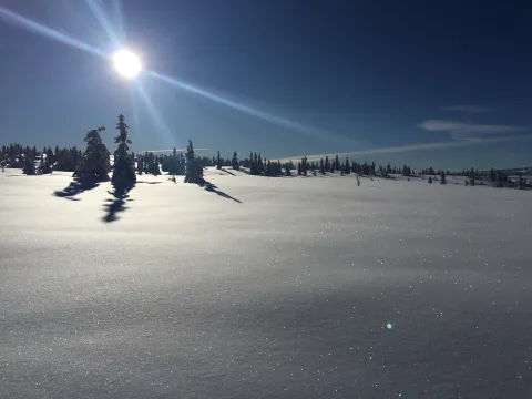 Vinter sol med skygger over sneslette