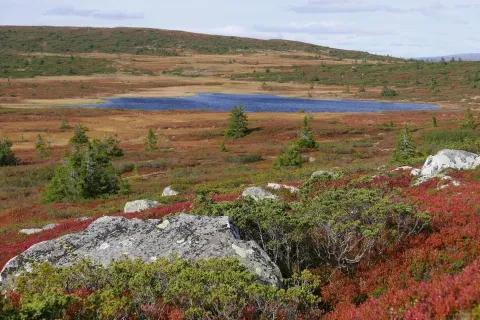 Høst panorama i hørstfarger med lille sø