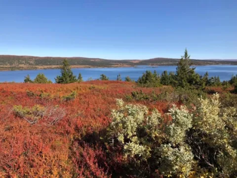 Høstbillede i rødt ned fra Nevelfjell mod Reinsvann