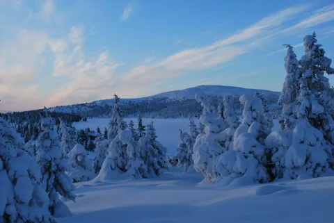 Vinter blåtime og snøtunge træer over nevelsøen med nevelfjell