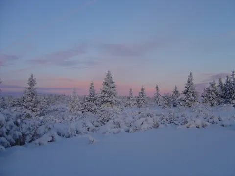 Nordseter_fjellpark_Blaatime_fjell_trer